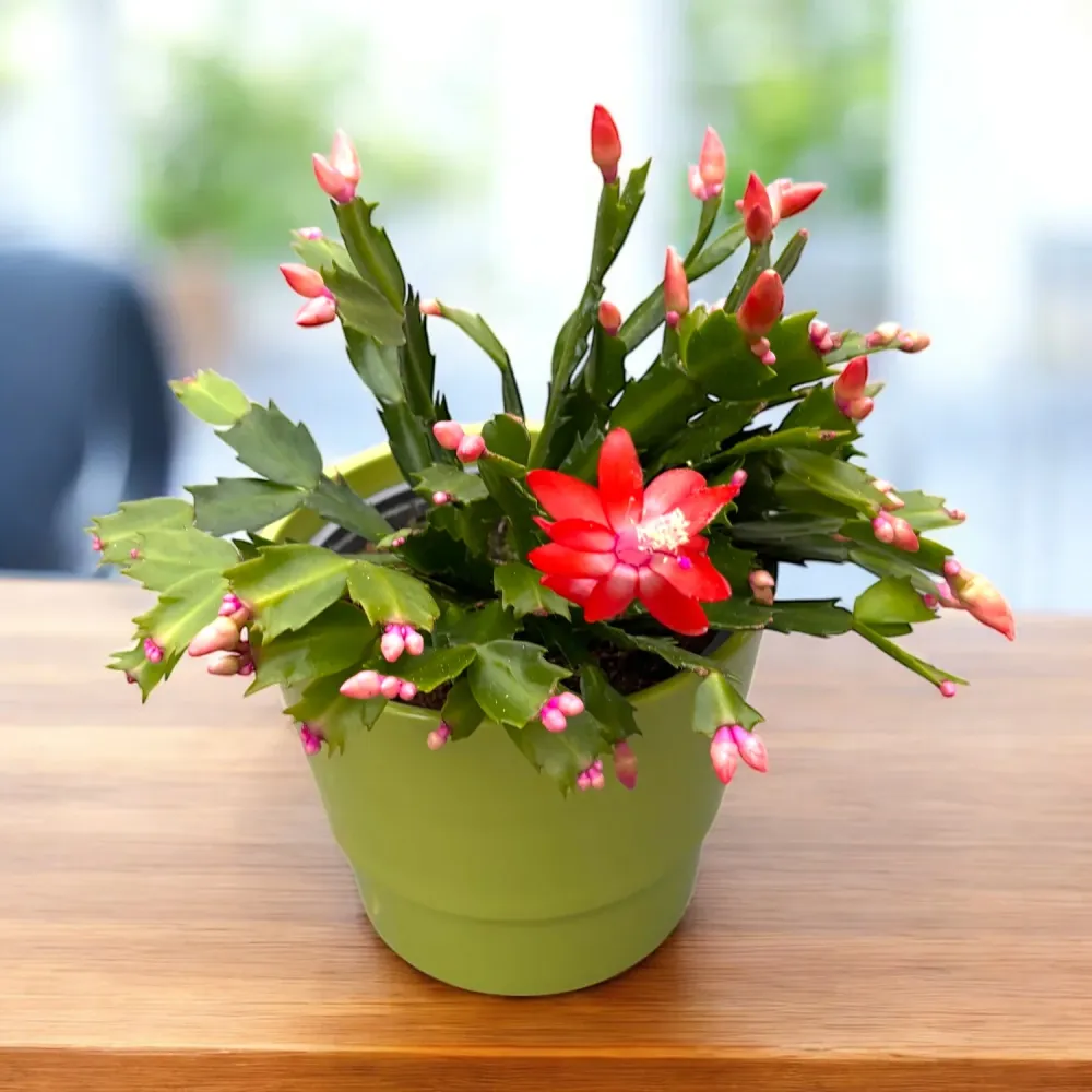 Schlumbergera portocalie ‘Orange Flame’ (Craciunita) - exemplare XL