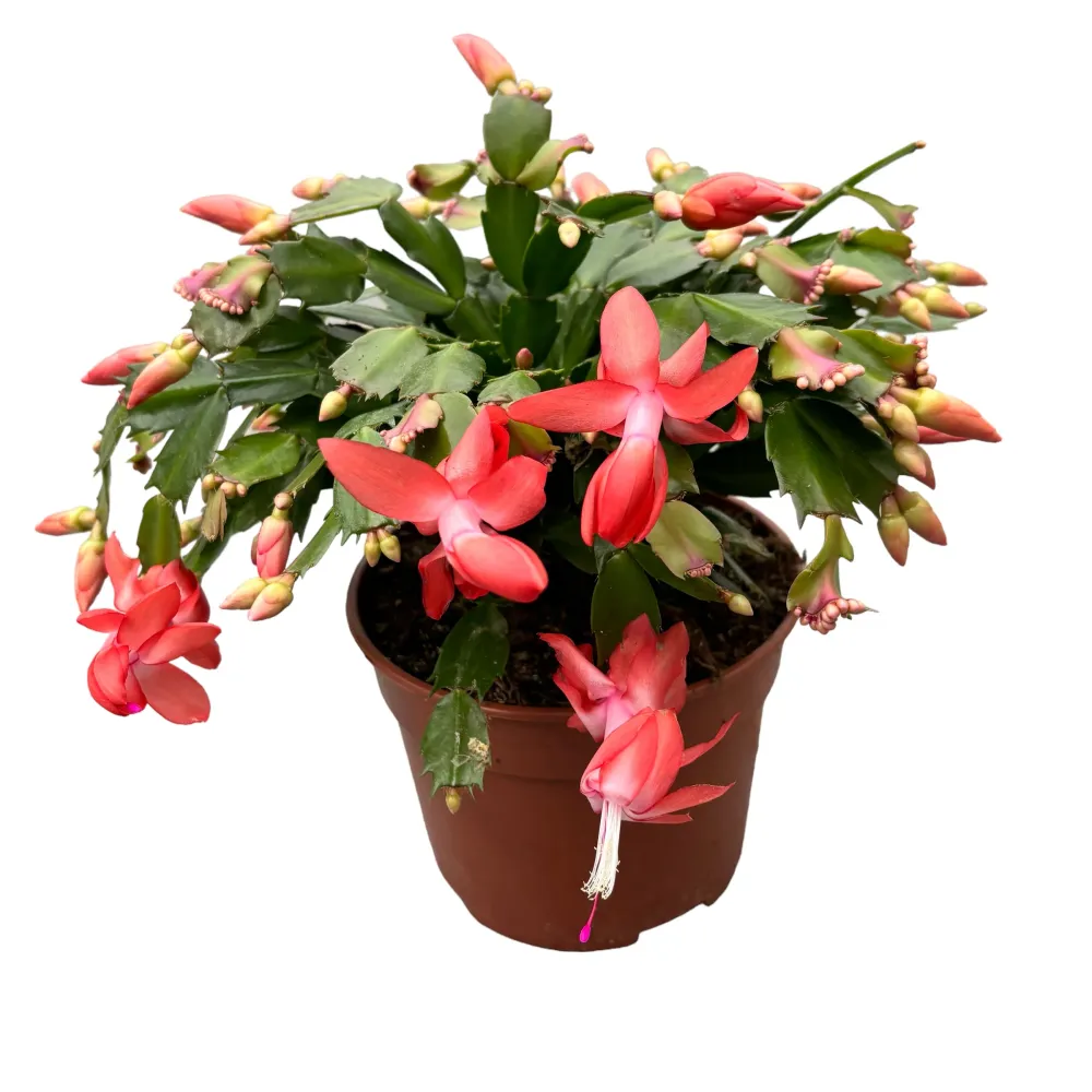 Schlumbergera portocalie ‘Orange Flame’ (Craciunita) - exemplare XL