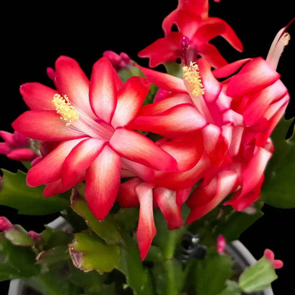 Schlumbergera ‘Sonic Red’ (craciunita) - exemplare XL