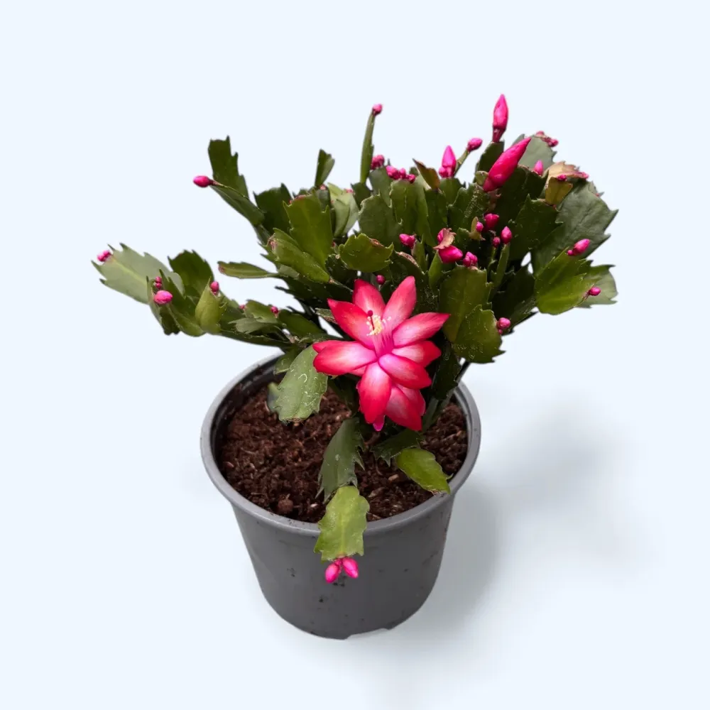 Schlumbergera ‘Sonic Red’ (craciunita) - exemplare XL