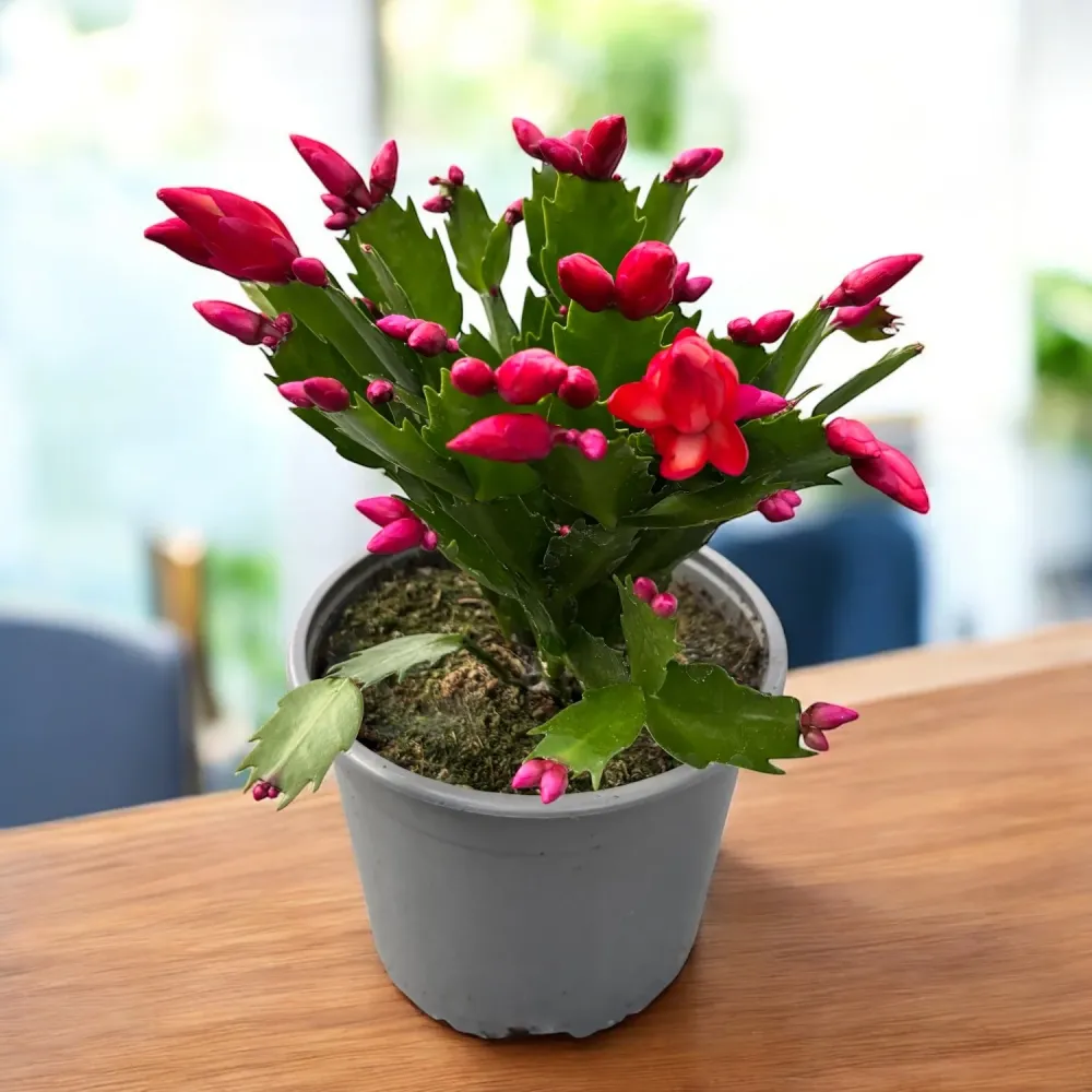 Schlumbergera ‘Sonic Red’ (craciunita) - exemplare XL