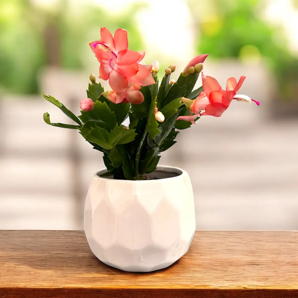 Schlumbergera ‘Thor Freya’ (Craciunita) 2pp