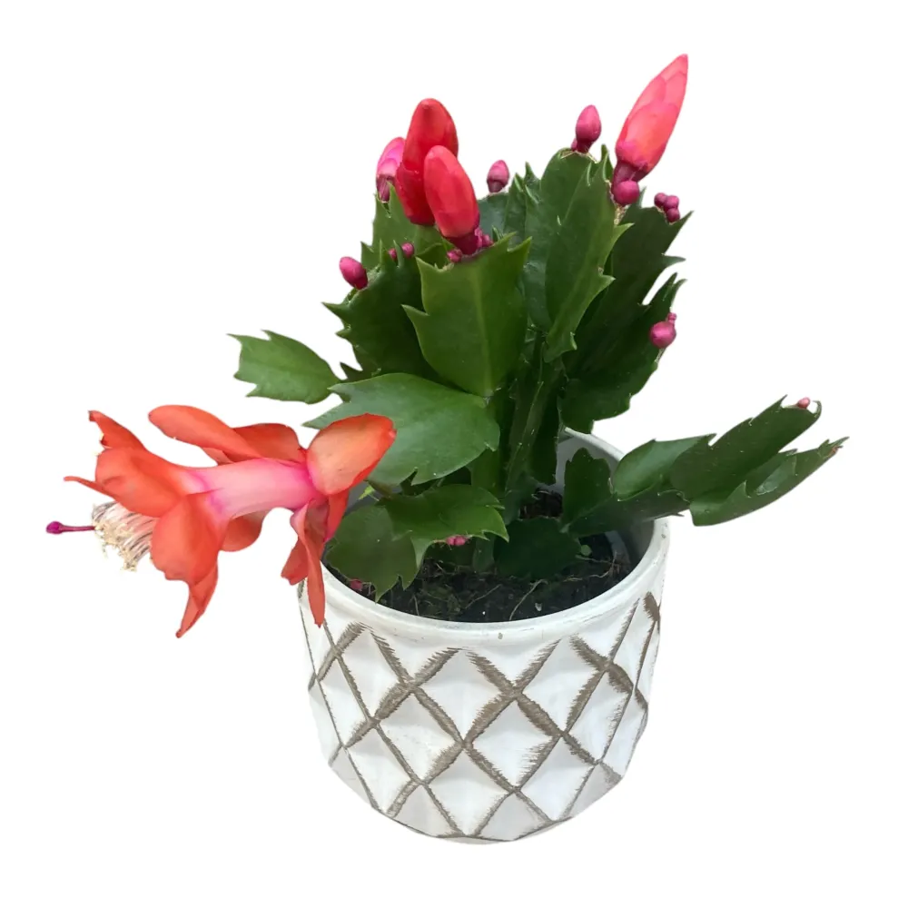 Schlumbergera 'Thor Olivia’( Craciunita) 2pp