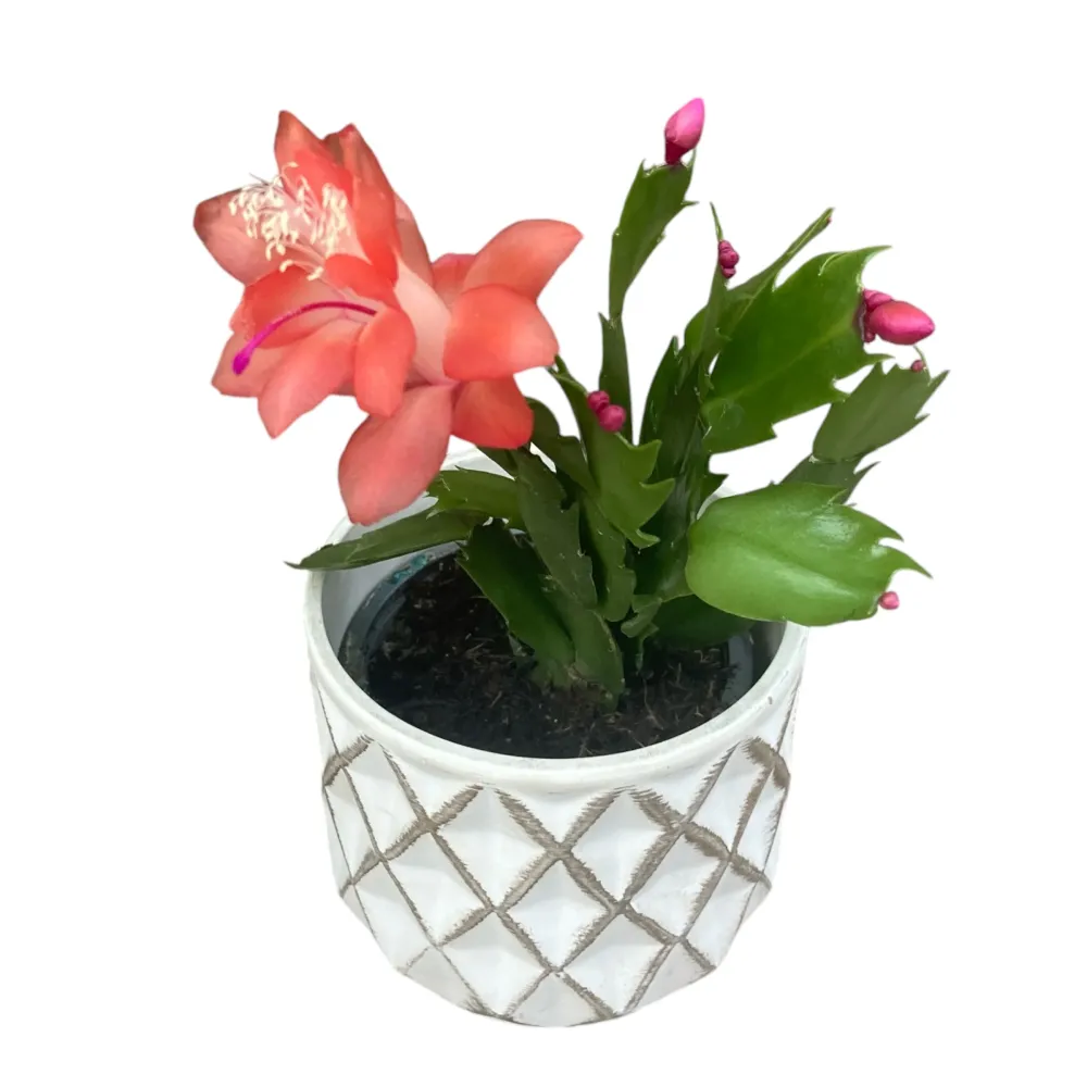 Schlumbergera 'Thor Olivia’( Craciunita) 2pp