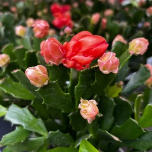 Schlumbergera 'Thor Wild Cactus Orange' 6pp
