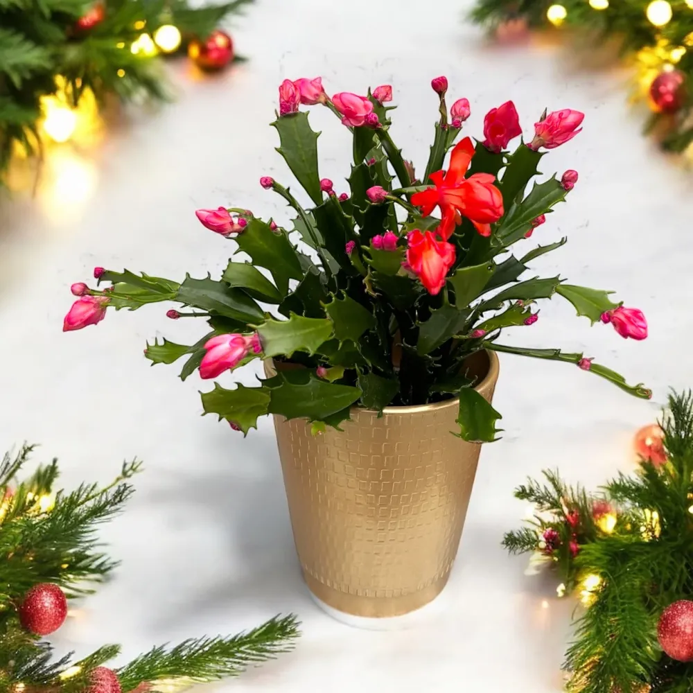 Schlumbergera 'Thor Wild Cactus Orange' 6pp