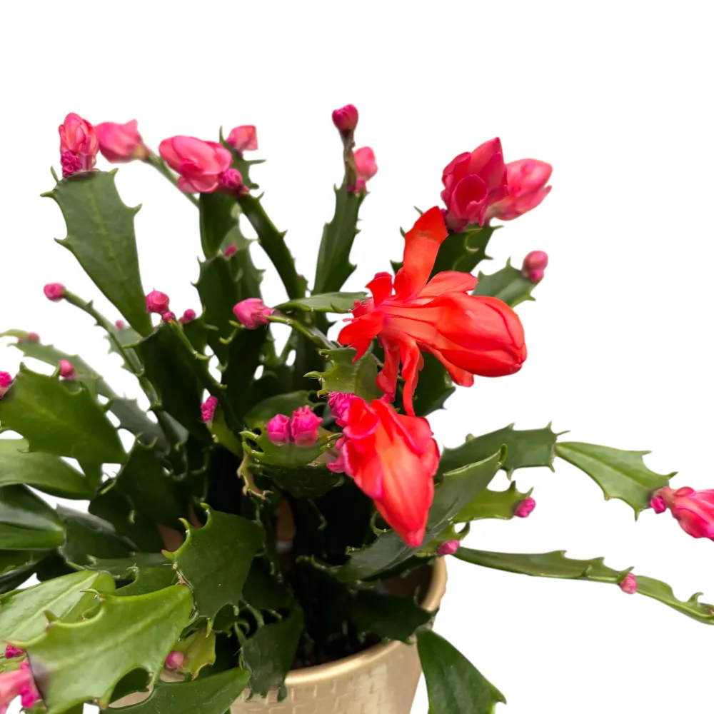 Schlumbergera 'Thor Wild Cactus Orange' 6pp