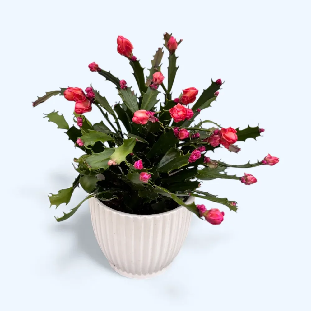 Schlumbergera 'Thor Wild Cactus Orange' 6pp