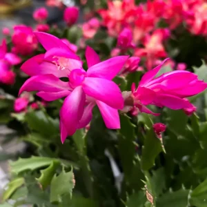 Schlumbergera 'Thor Wild Cactus Pink' 6pp