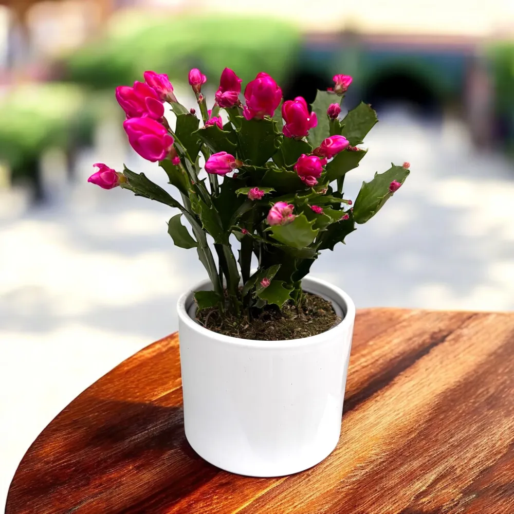 Schlumbergera 'Thor Wild Cactus Pink' 6pp