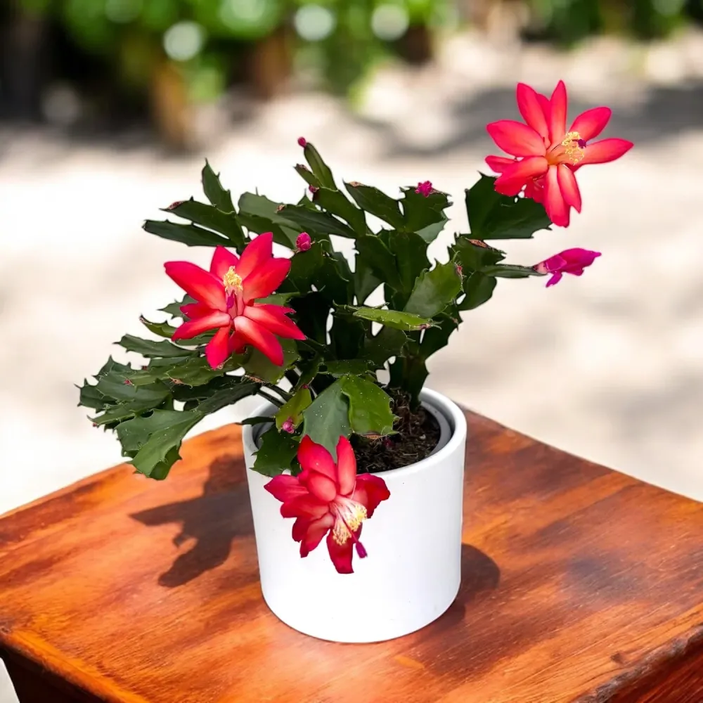 Schlumbergera 'Thor Wild Cactus Red’ 6pp