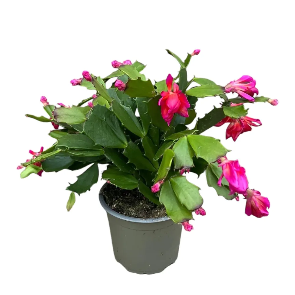 Schlumbergera 'Thor Wild Cactus Red’ 6pp