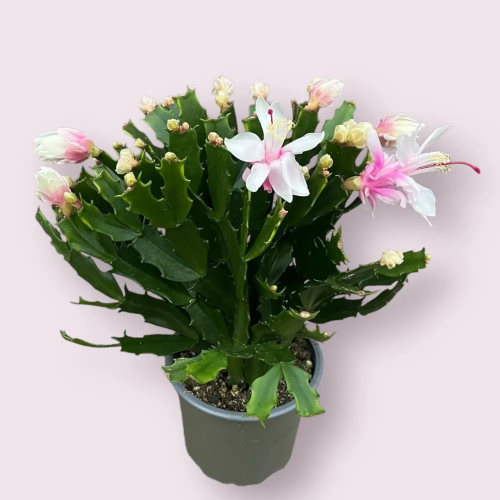 Schlumbergera 'Thor Wild Cactus White' 6pp