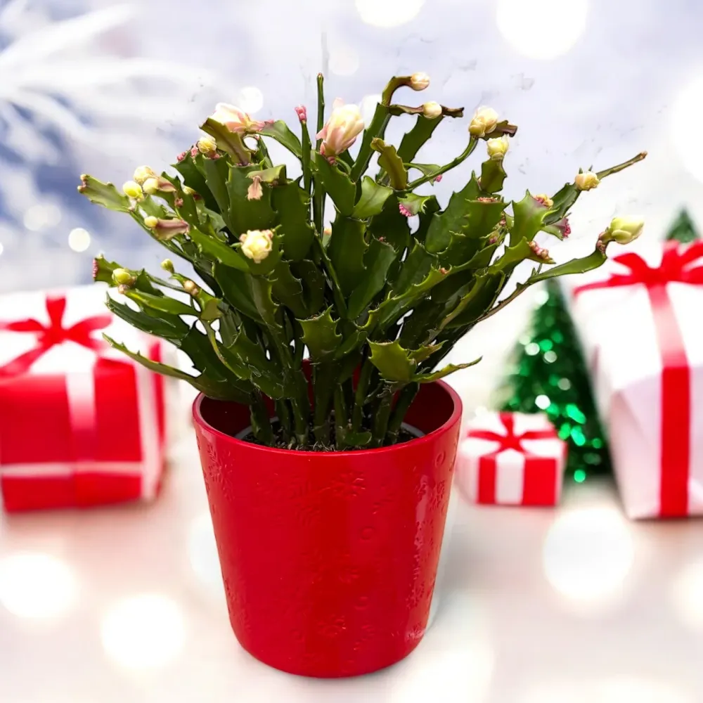 Schlumbergera 'Thor Wild Cactus White' 6pp