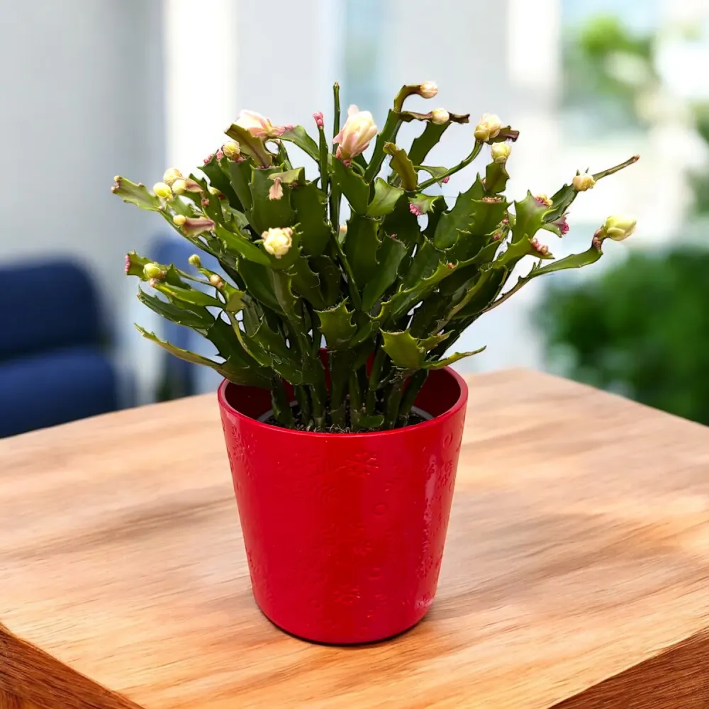 Schlumbergera 'Thor Wild Cactus White' 6pp