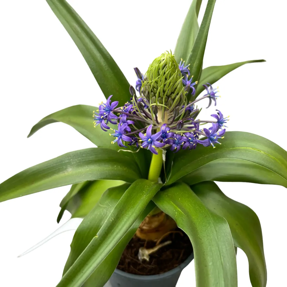 Scilla peruviana (Portuguese Squill)