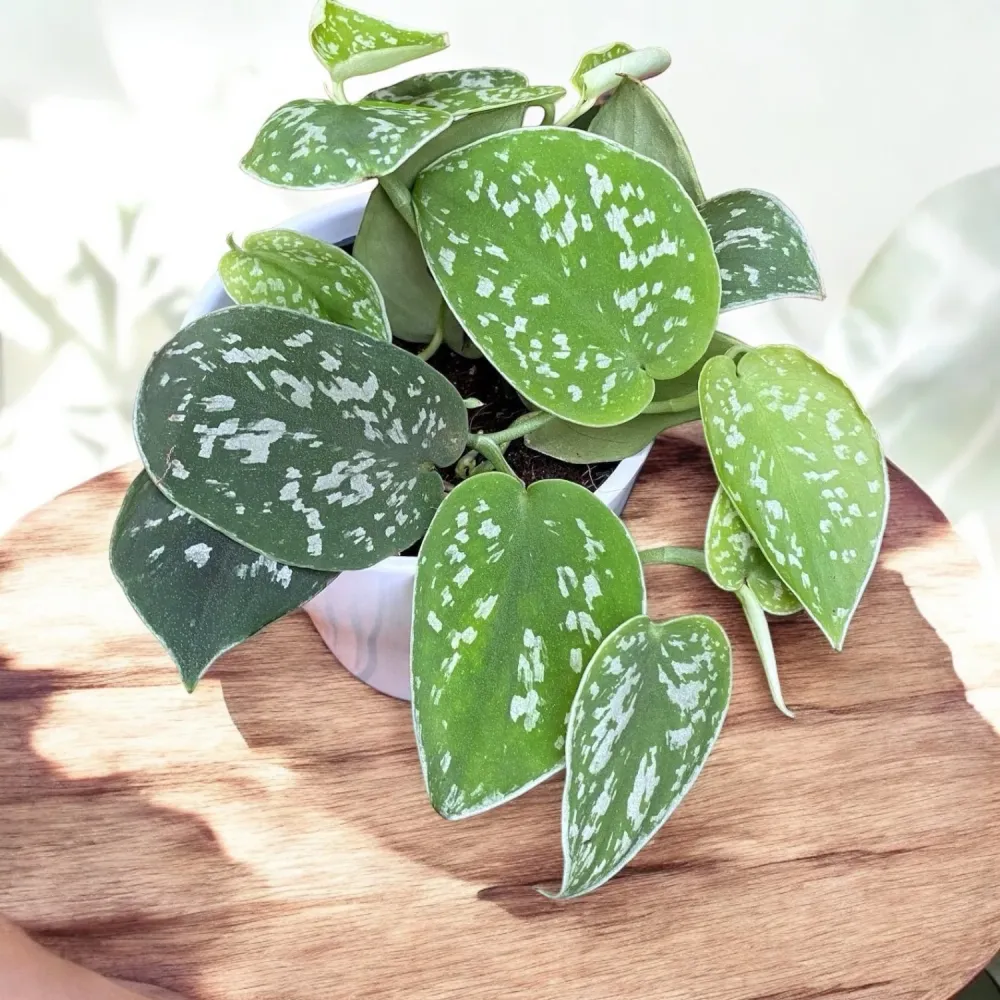 Scindapsus pictus 'Argyraeus' 3-4 plante/ ghiveci
