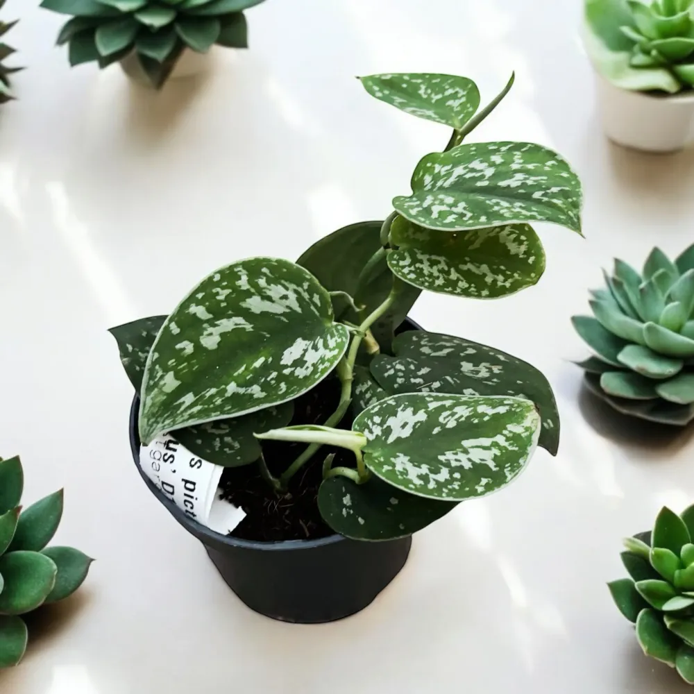 Scindapsus pictus 'Argyraeus' 3-4 plante/ ghiveci