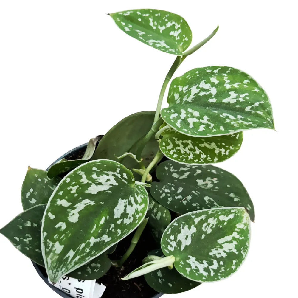 Scindapsus pictus 'Argyraeus' 3-4 plante/ ghiveci