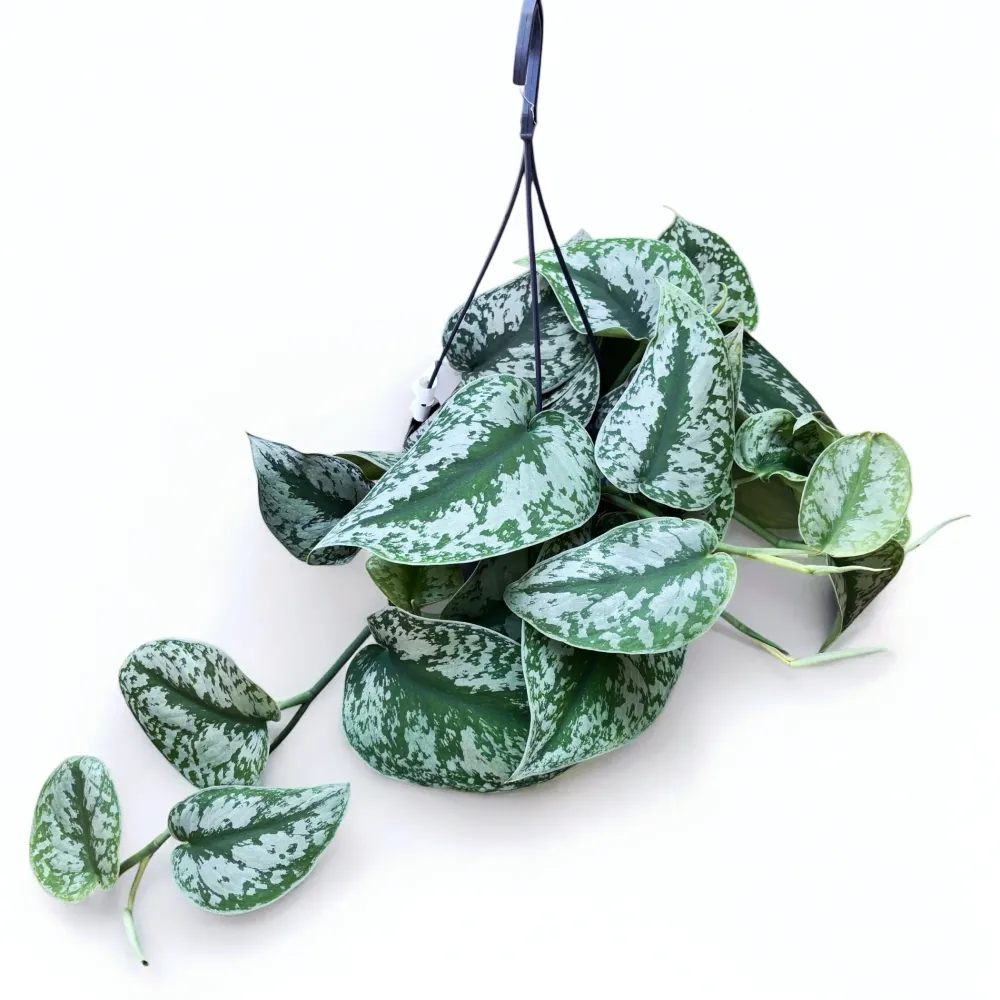 Scindapsus pictus 'Exotica' (Scindapsus Trebie)