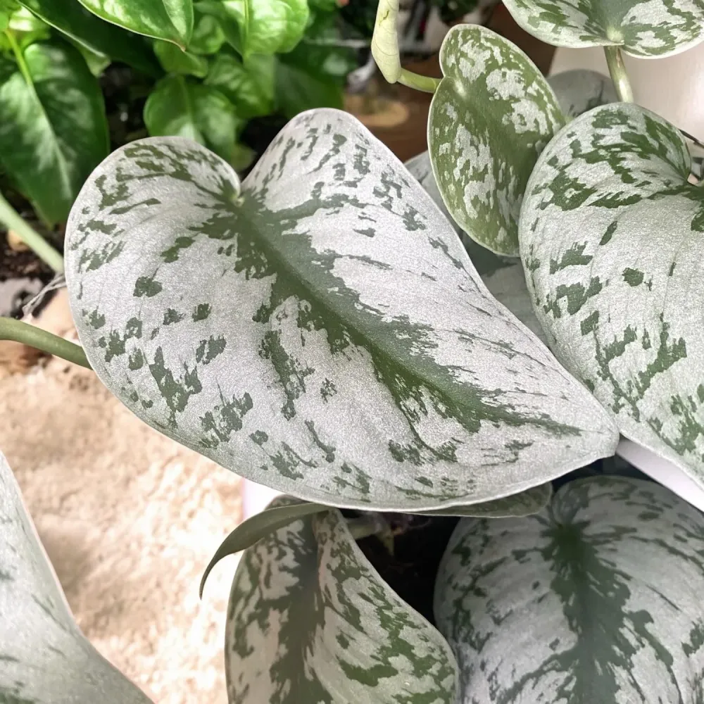 Scindapsus pictus 'Exotica' (Scindapsus Trebie)