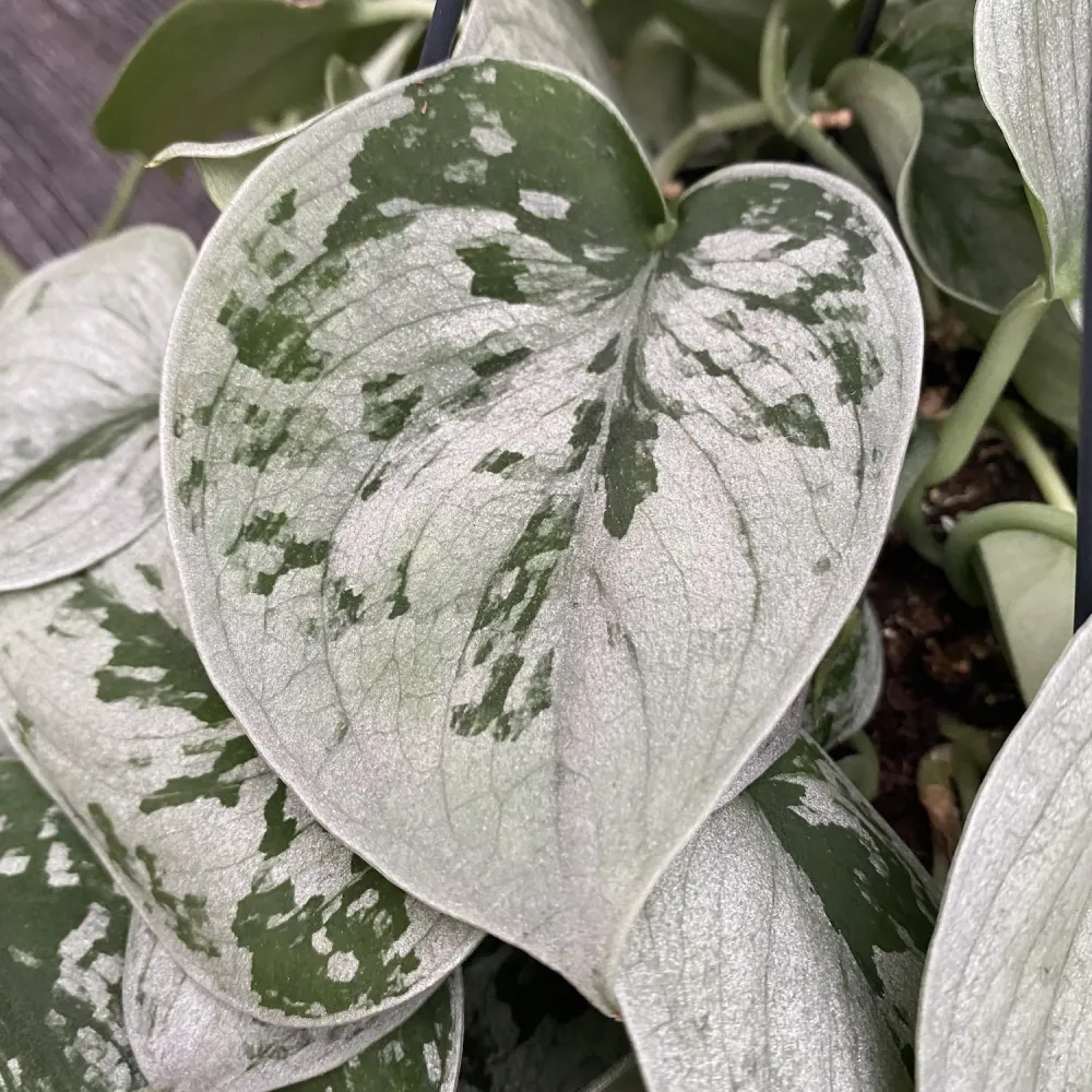 Scindapsus pictus 'Silvery Ann' - exemplare XL
