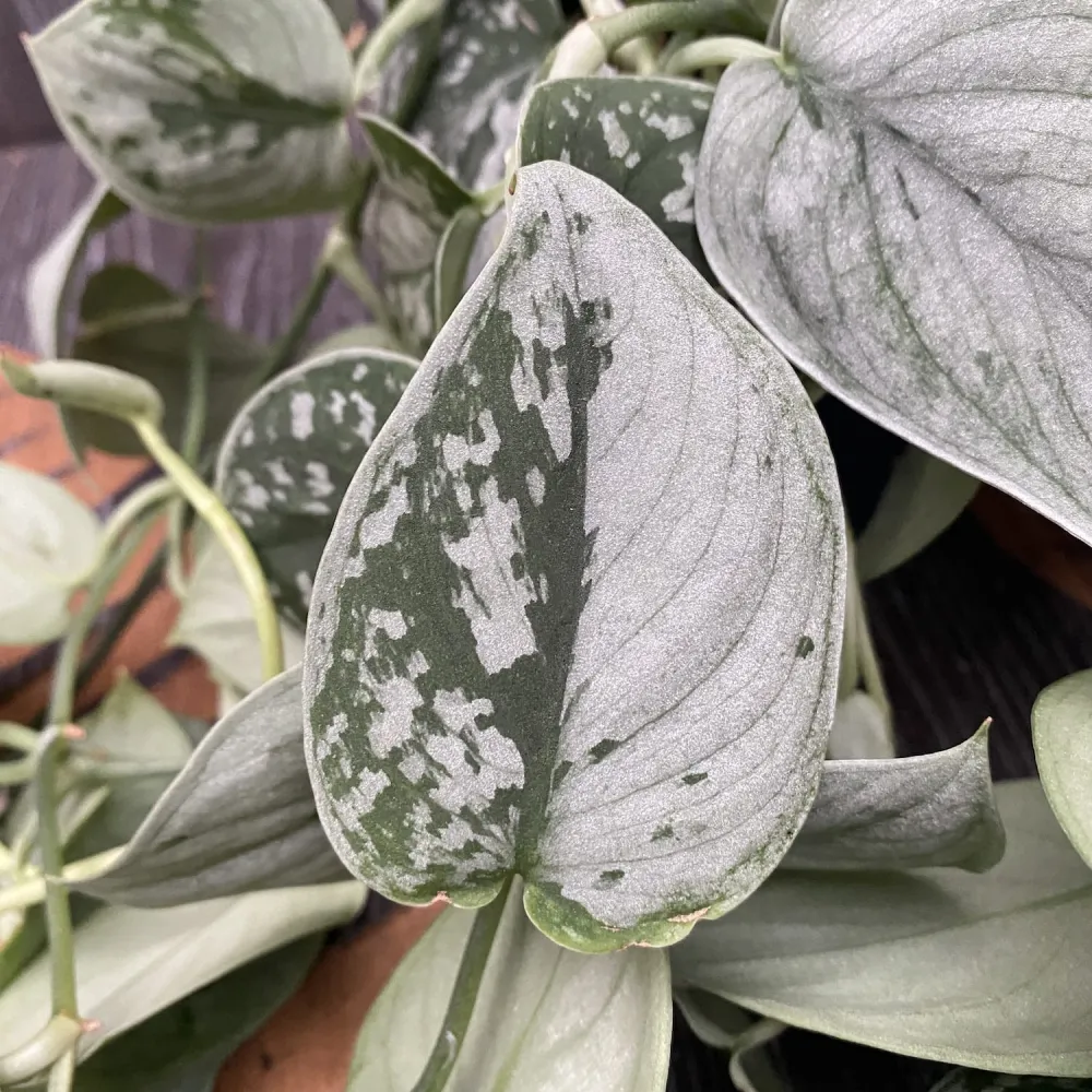 Scindapsus pictus 'Silvery Ann' - exemplare XL