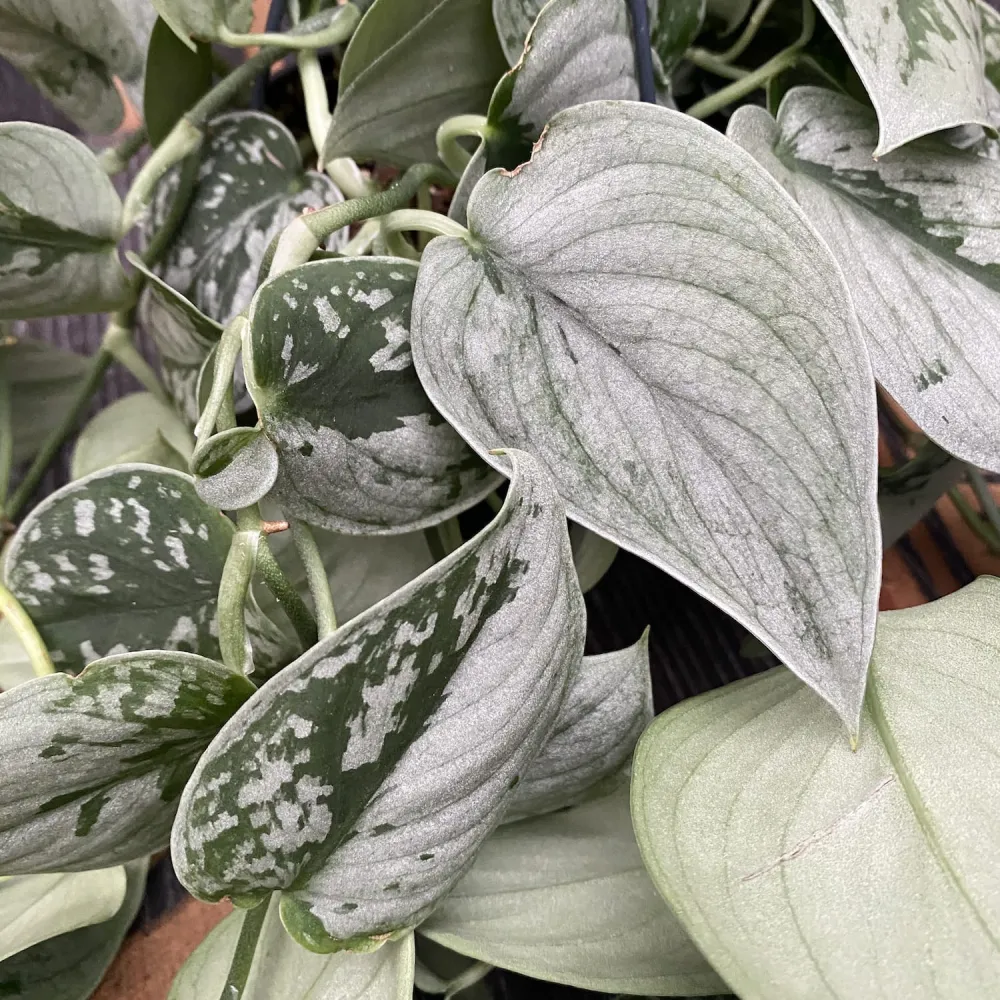 Scindapsus pictus 'Silvery Ann' - exemplare XL