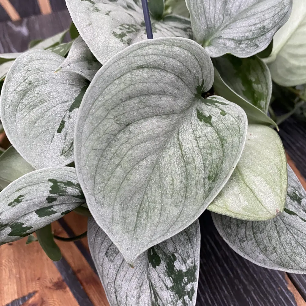 Scindapsus pictus 'Silvery Ann' - exemplare XL