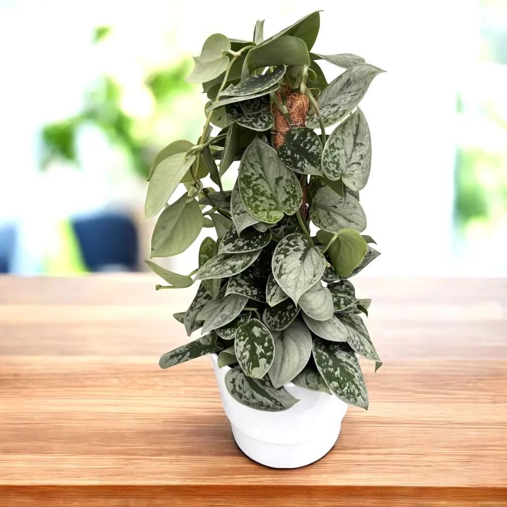 Scindapsus pictus 'Silvery Ann' (7-8 plante/ghiveci)