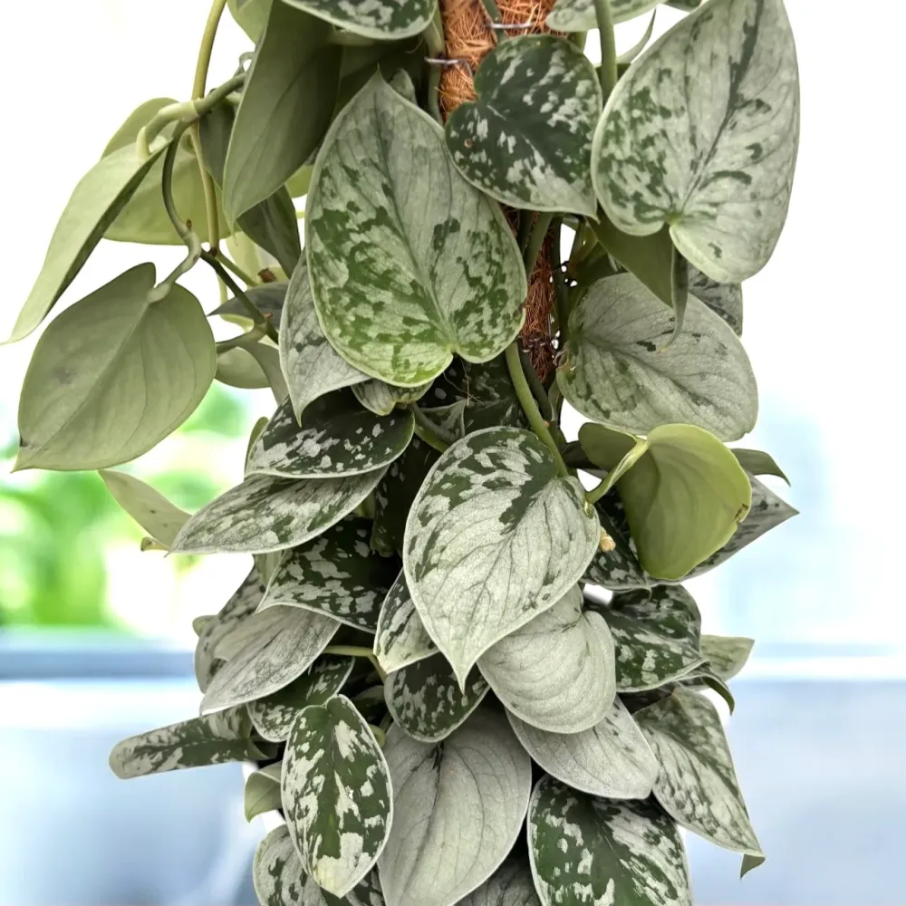 Scindapsus pictus 'Silvery Ann' (7-8 plante/ghiveci)