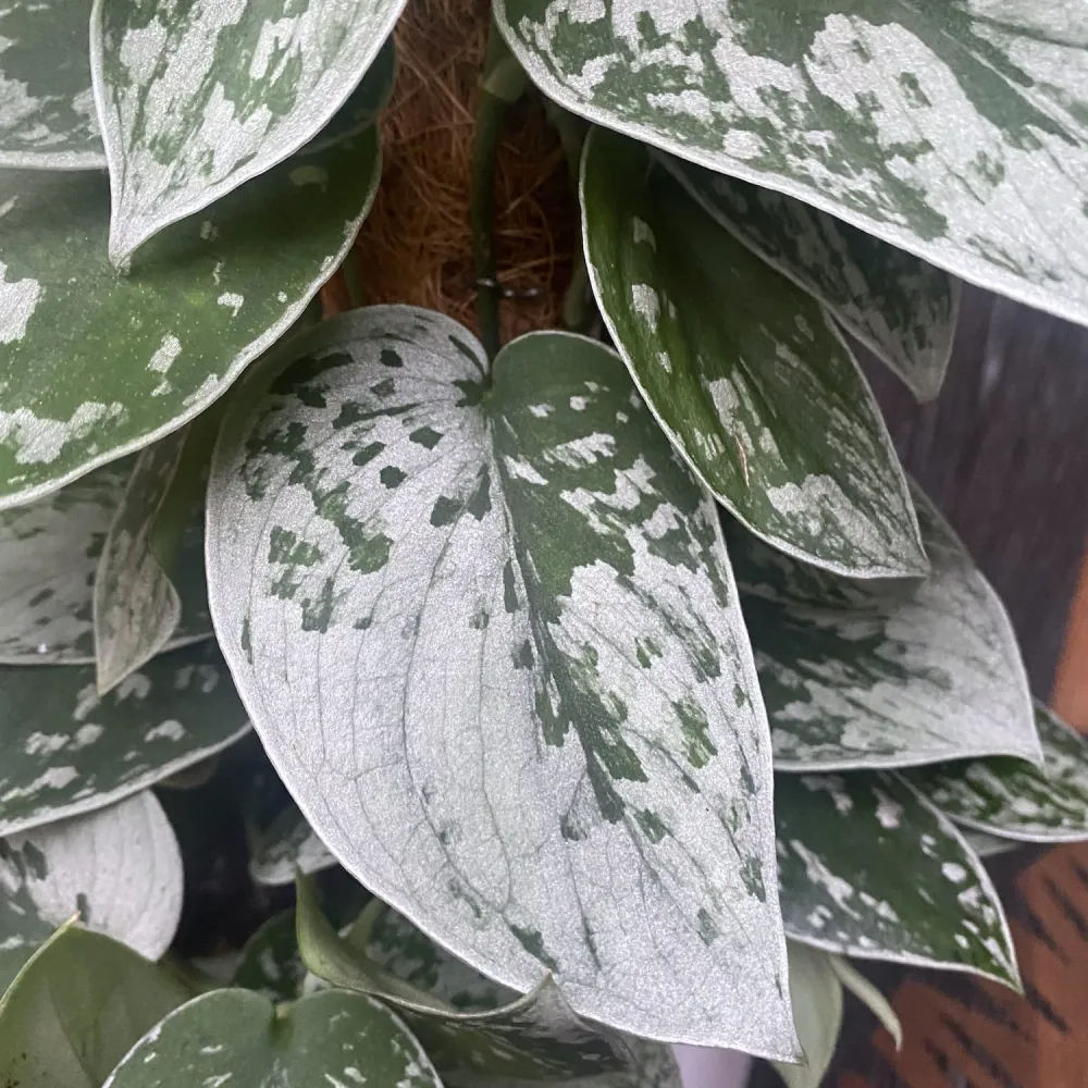 Scindapsus pictus 'Silvery Ann' (7-8 plante/ghiveci)