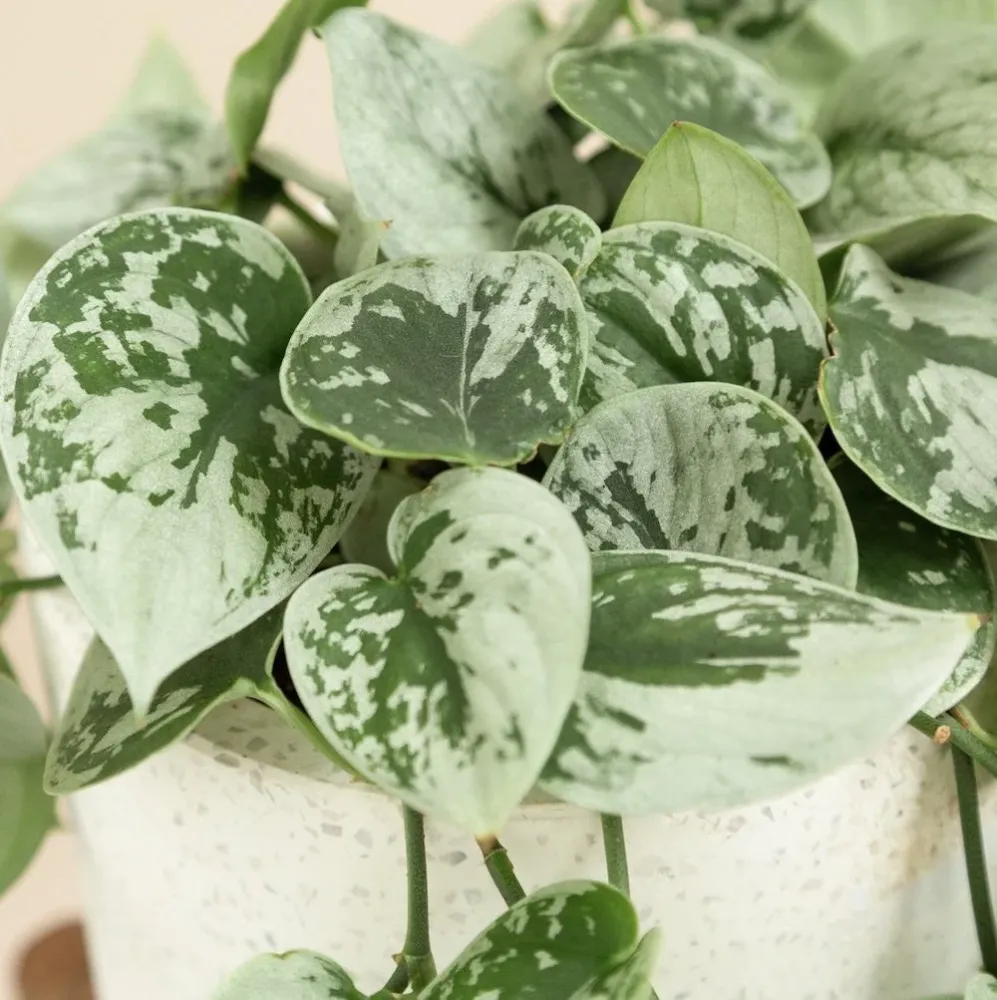 Scindapsus pictus 'Silvery Ann' (7-8 plante/ghiveci)