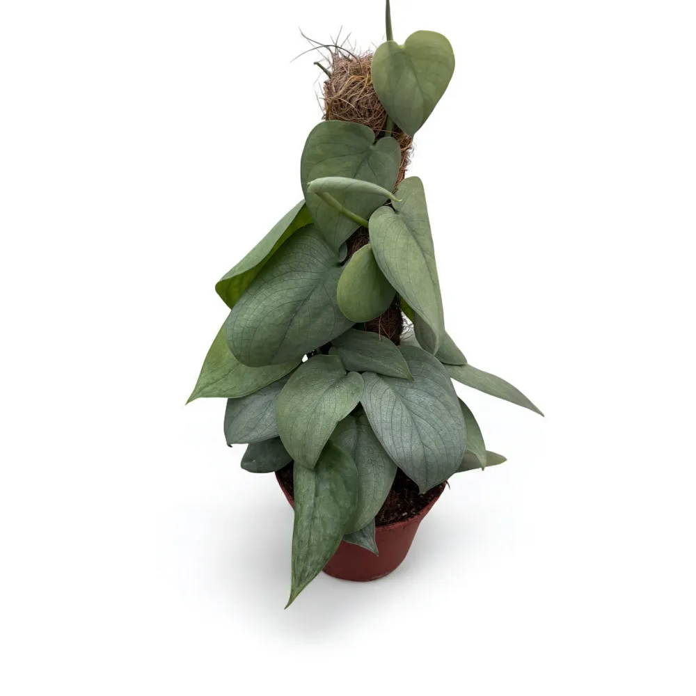 Scindapsus 'Silver Hero' 4pp