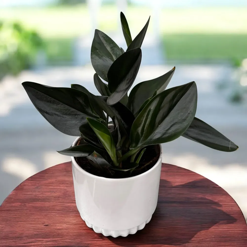 Scindapsus treubii 'Dark Form' (Scindapsus 'Dark Moonlight')