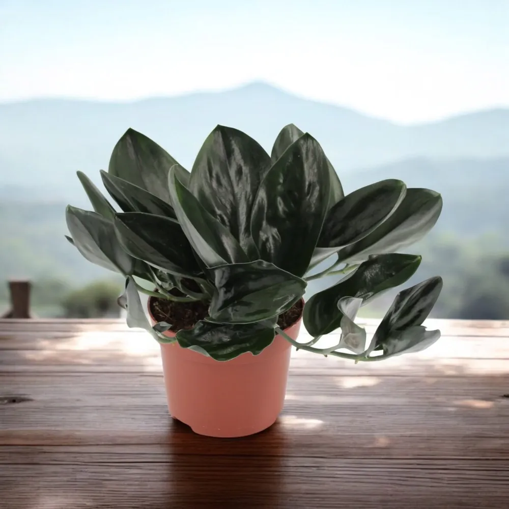 Scindapsus treubii 'Dark Form' (Scindapsus 'Dark Moonlight')
