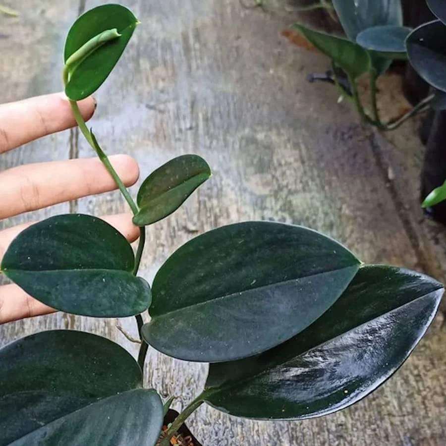 Scindapsus treubii 'Dark Form' (Scindapsus 'Dark Moonlight')