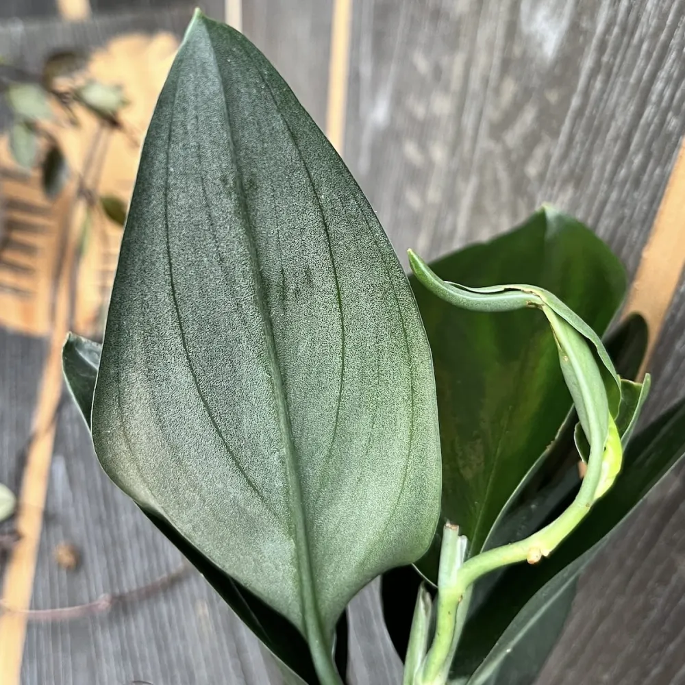 Scindapsus treubii 'Dark Form' (Scindapsus 'Dark Moonlight')