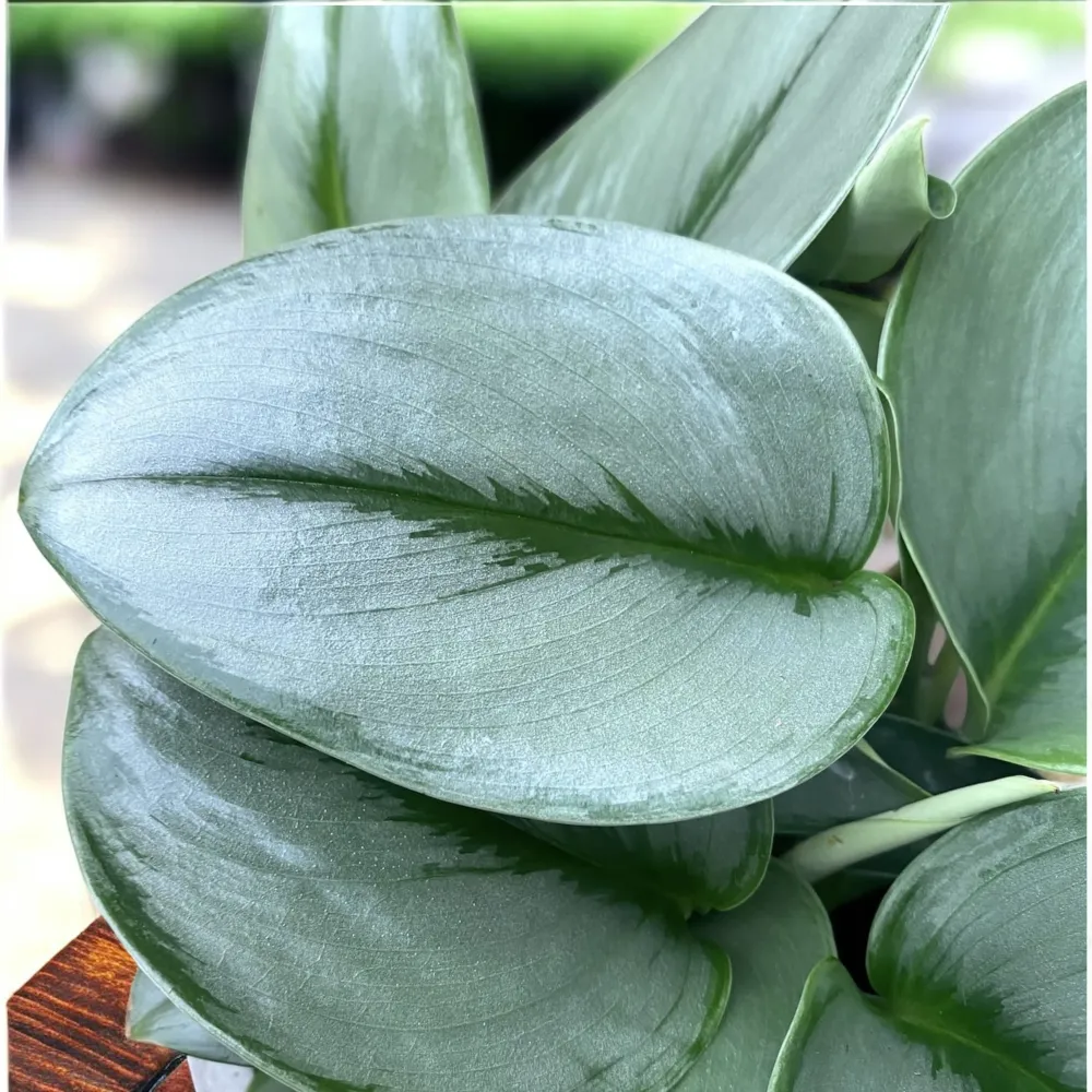 Scindapsus treubii ‘Moonlight’ – eleganta argintie pentru orice interior