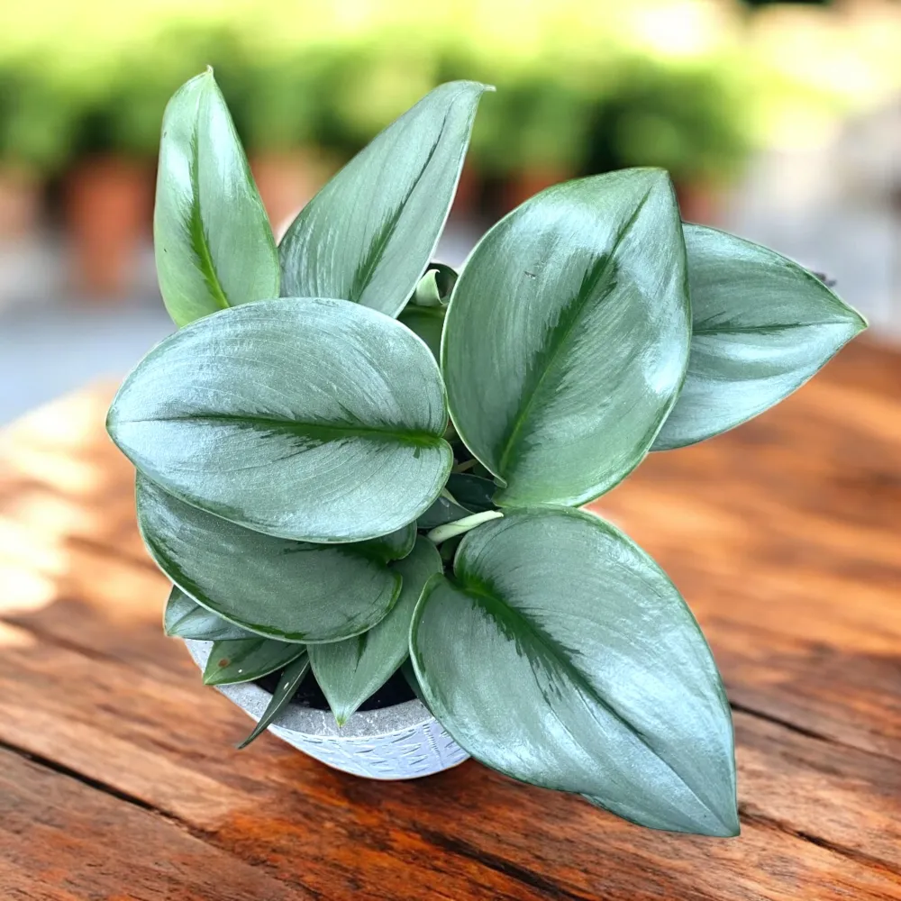 Scindapsus treubii ‘Moonlight’ – eleganta argintie pentru orice interior