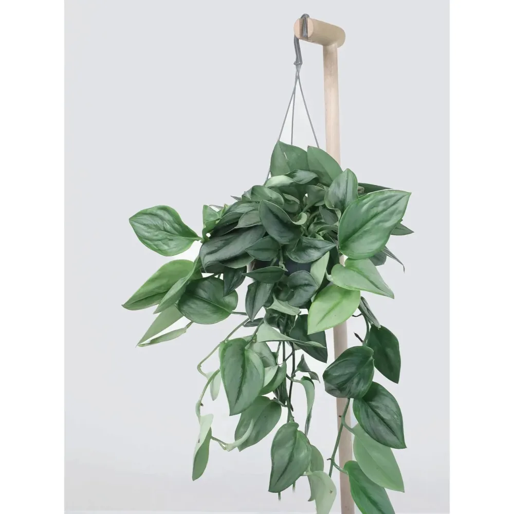 Scindapsus treubii 'Moonlight' - exemplare XXL 6+ plante/ghiveci