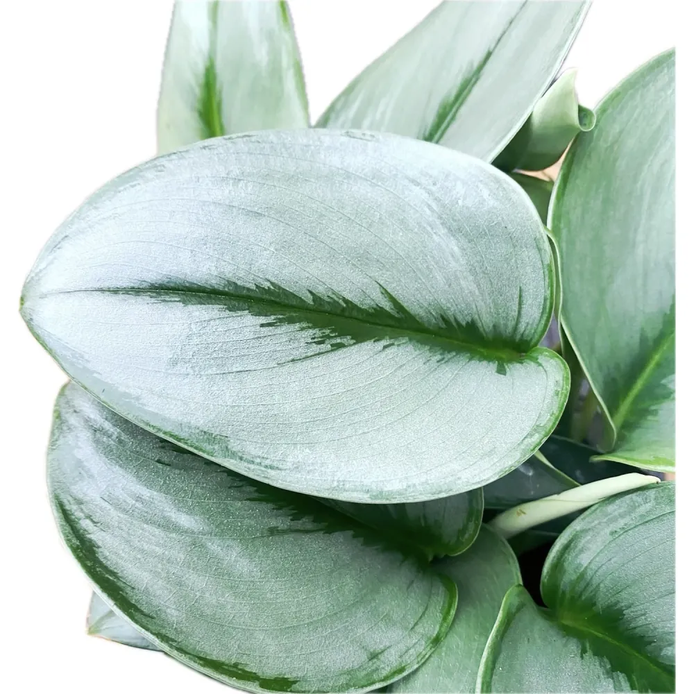 Scindapsus treubii 'Moonlight' - exemplare XXL 6+ plante/ghiveci