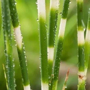 Scirpus zebrinus