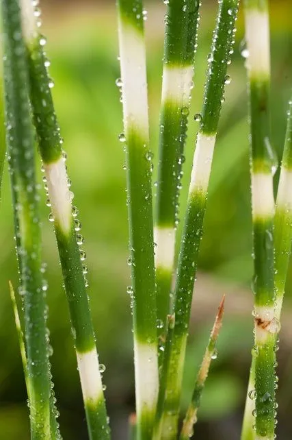 Scirpus zebrinus