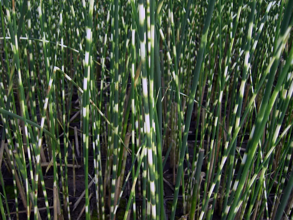 Scirpus zebrinus