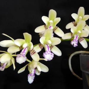 Sedirea Japonica (Phalaenopsis Japonica) - parfumata