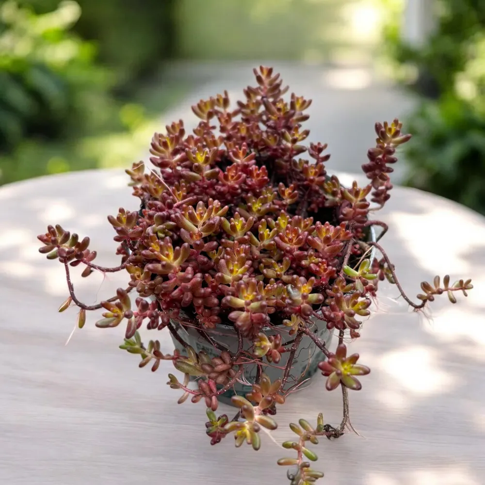 Sedum album ‘Coral Carpet’ (iarba grasa) – covor coral spectaculos