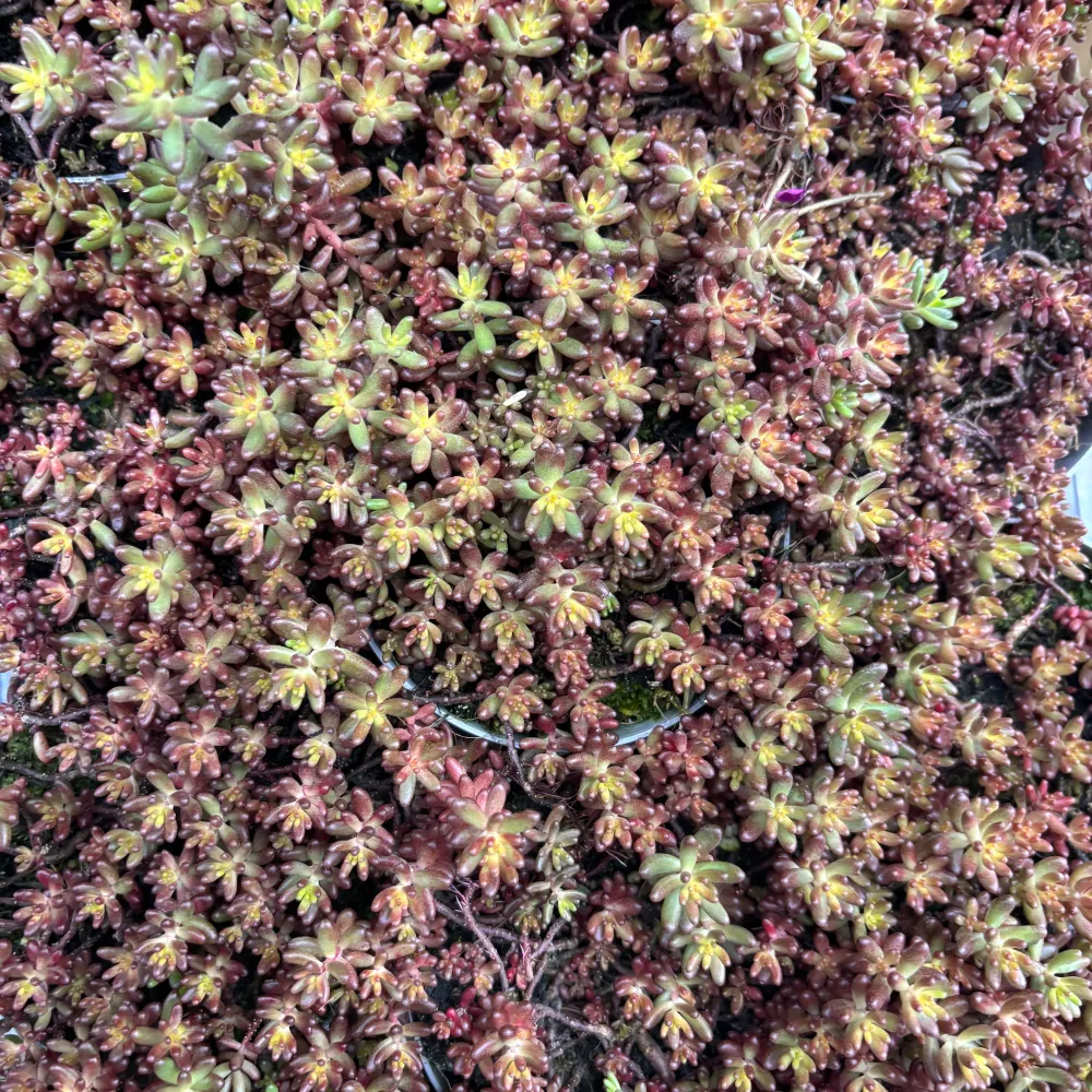 Sedum album ‘Coral Carpet’ (iarba grasa) – covor coral spectaculos