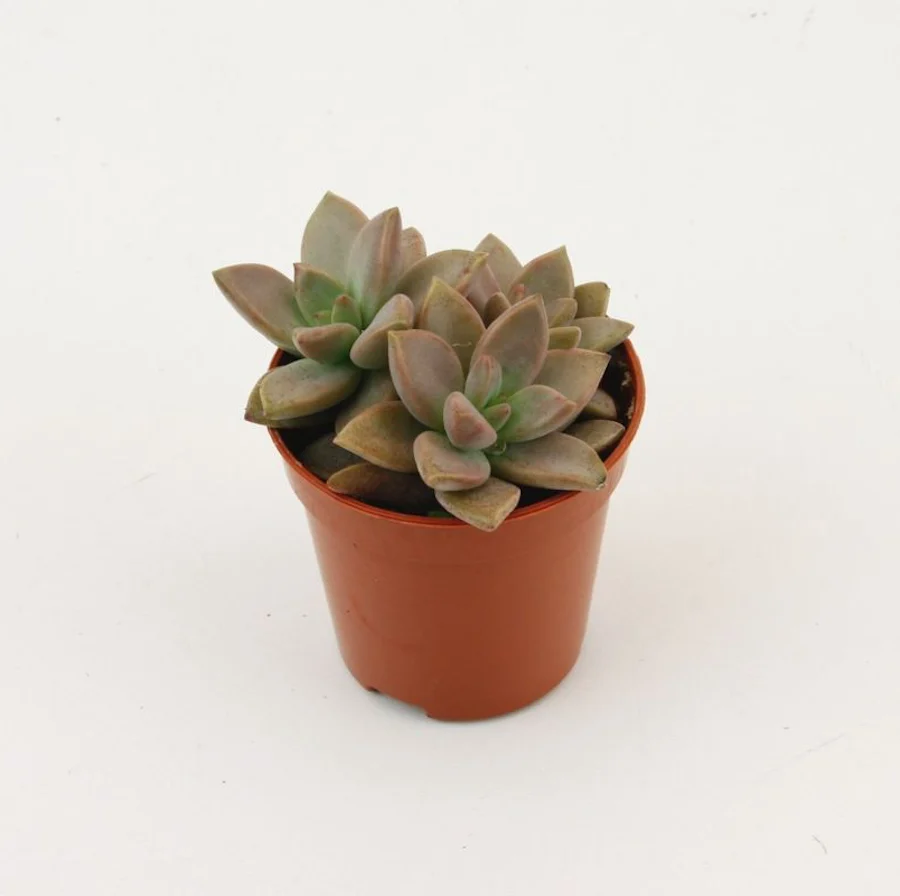 Sedum Bordeauxhart