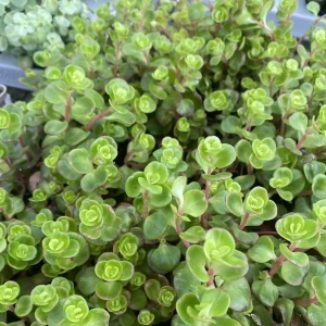 Sedum Coral Reef Green
